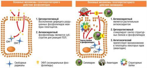 Гепатопротекторы для печени