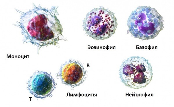 Почему лейкоциты в крови у ребенка понижены