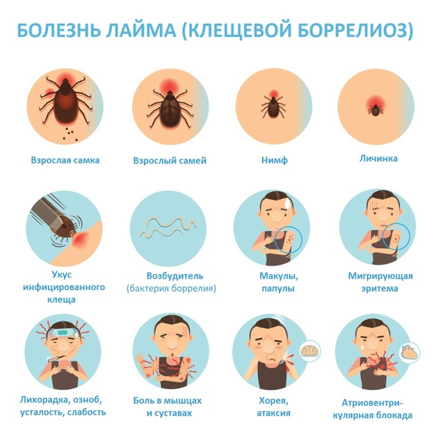 Через сколько проявляются симптомы укуса клеща у человека