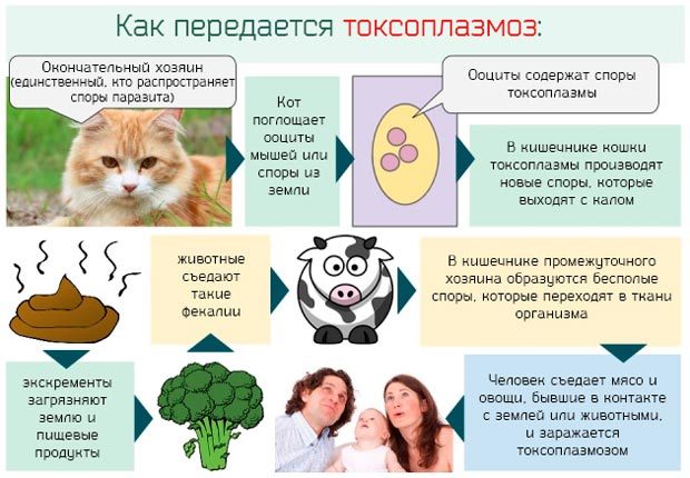 Токсоплазмоз: симптомы у человека, лечение и профилактика