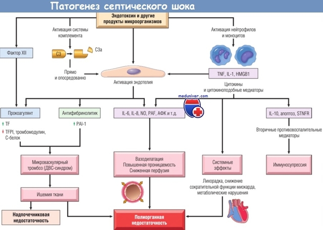 Сепсис у взрослых: симптомы и лечение