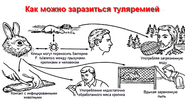 Туляремия, что это такое? Симптомы и лечение у человека