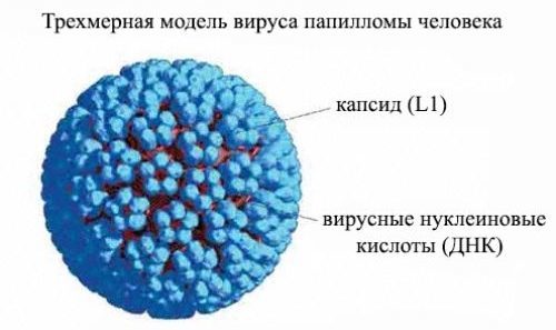 Вирус папилломы человека у женщин, что это такое? Причины и лечение