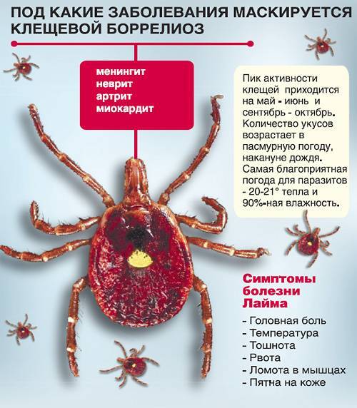 Болезнь Лайма: что это такое? Фото, симптомы и лечение