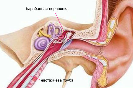 Евстахиит: что это такое? Симптомы и способы лечения