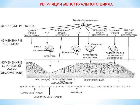 Аменорея — отсутствие месячных. Диагностика, причины и лечение