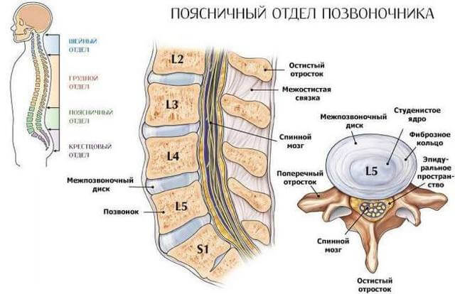 Грыжа поясничного отдела позвоночника: симптомы и лечение