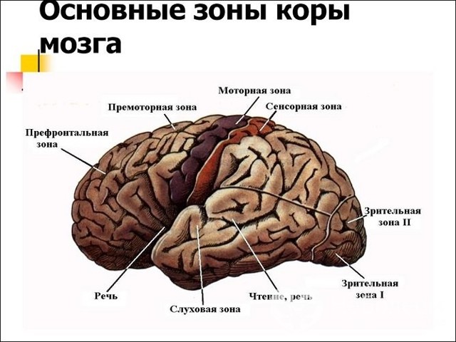 Алалия что это такое: симптомы у детей, причины и лечение