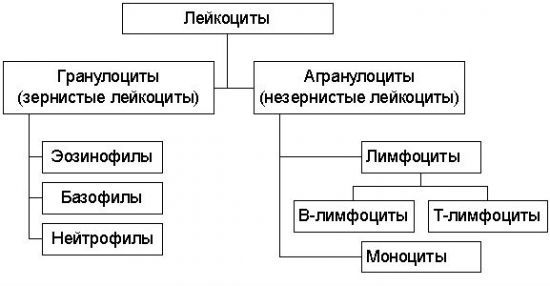Норма лейкоцитов в крови у детей