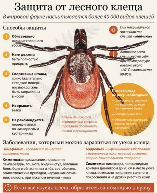 Болезнь Лайма: что это такое? Фото, симптомы и лечение