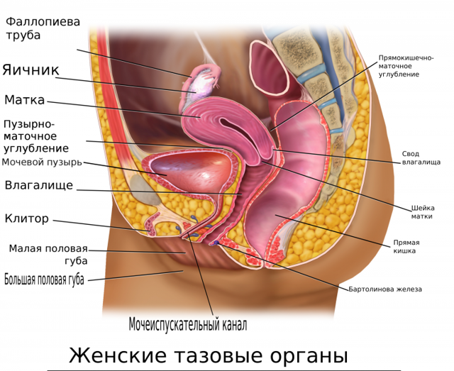 Варикозное расширение вен малого таза лечение, симптомы и фото