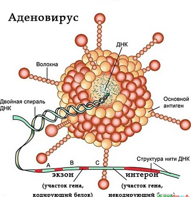 Аденовирусная инфекция: симптомы и рекомендации по лечению в домашних условиях