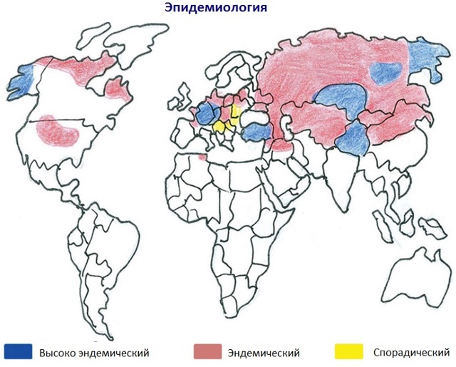 Альвеококкоз: признаки, причины и схема лечения у человека