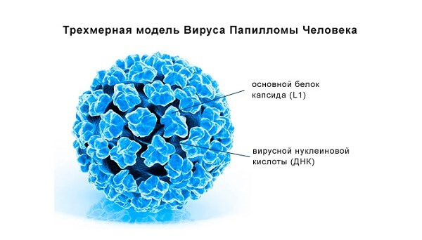 Вирус папилломы человека у женщин, что это такое? Причины и лечение