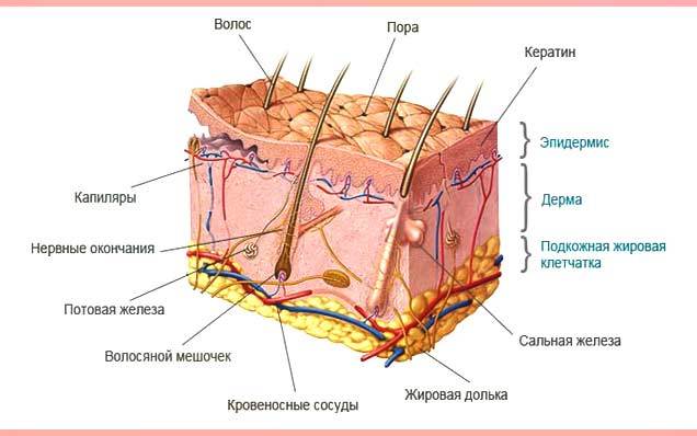 Симптомы меланомы (фото), лечение и прогноз